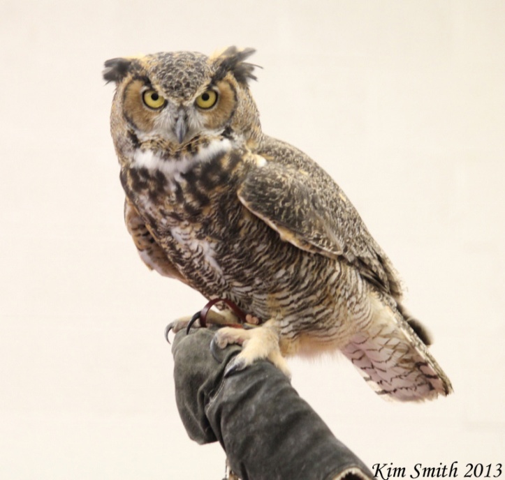 Circie the Great Horned Owl from Howell Nature Center (4) (800x762) w sig