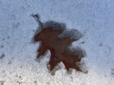 Oak leaves making cookie cutter shapes in the snow