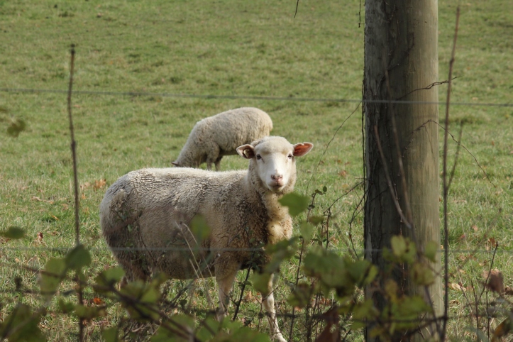 Sheep through a fence
