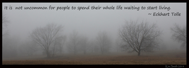 Trees in fog for blog with quote by Eckhart Tolle