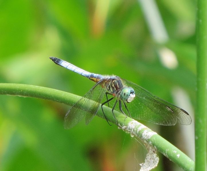 Blue Dasher with water mites