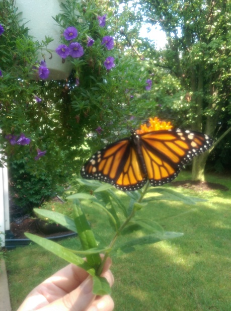 Monarch newly emerged, ready for flight