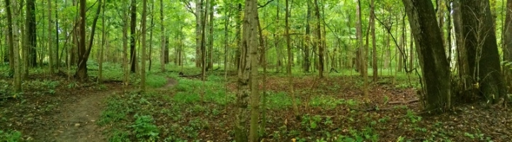 Panorama of woods at Collier State Nature Preserve