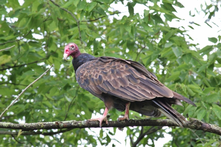 Turkey Vulture in a tree
