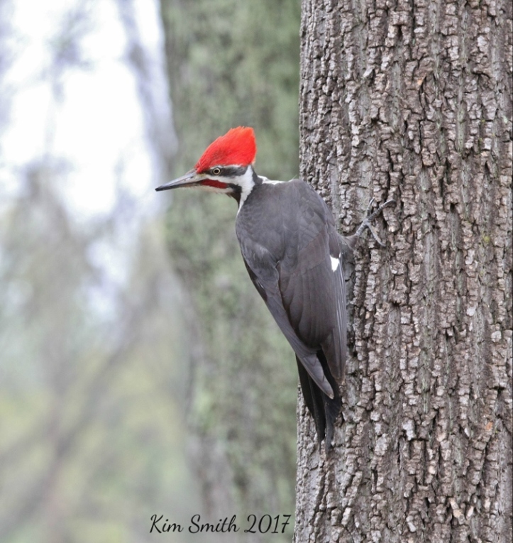 Pileated Woodpecker v2 with sig (756x800)