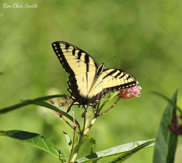 Eastern Tiger Swallowtail butterfly on swamp milkweed w sig