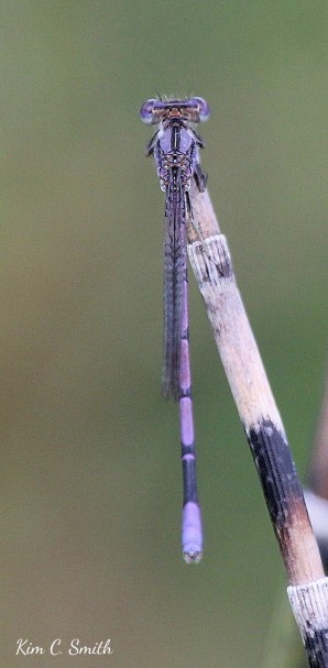 Variable Dancer damselfly on Horsetail - close crop w sig