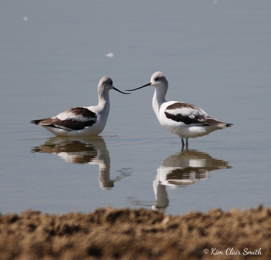 https://natureismytherapy.files.wordpress.com/2018/04/american-avocets-at-with-reflections-w-sig.jpg?w=540&h=519