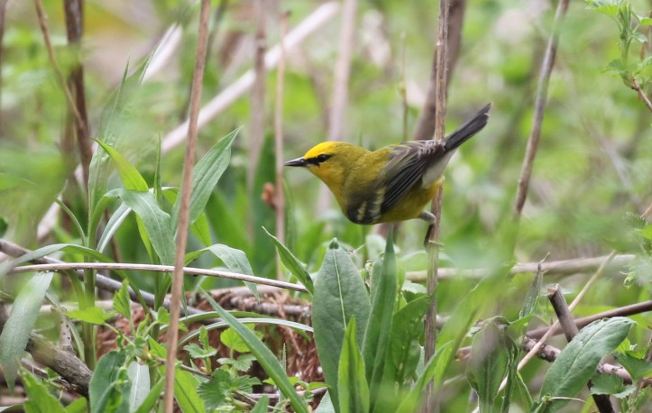 Blue-winged Warbler - Magee 2018