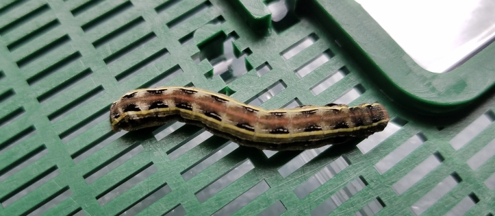 Yellow-striped armyworm caterpillar - blog