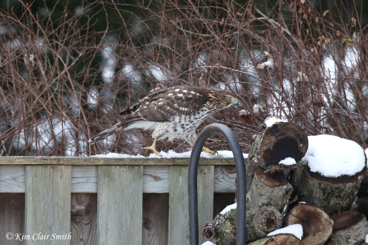 young cooper's hawk hunting on fence in my yard w sig