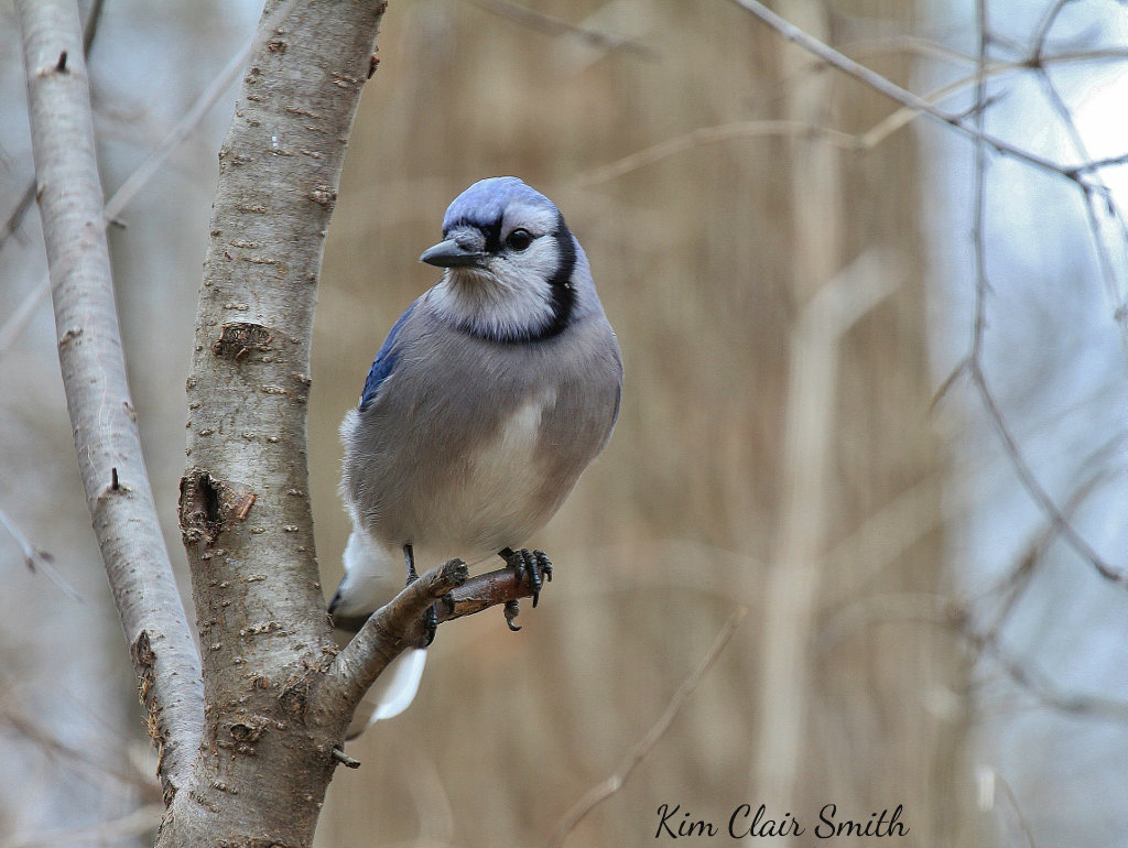 Blue Jay on branch looking at me (1024x770) w sig
