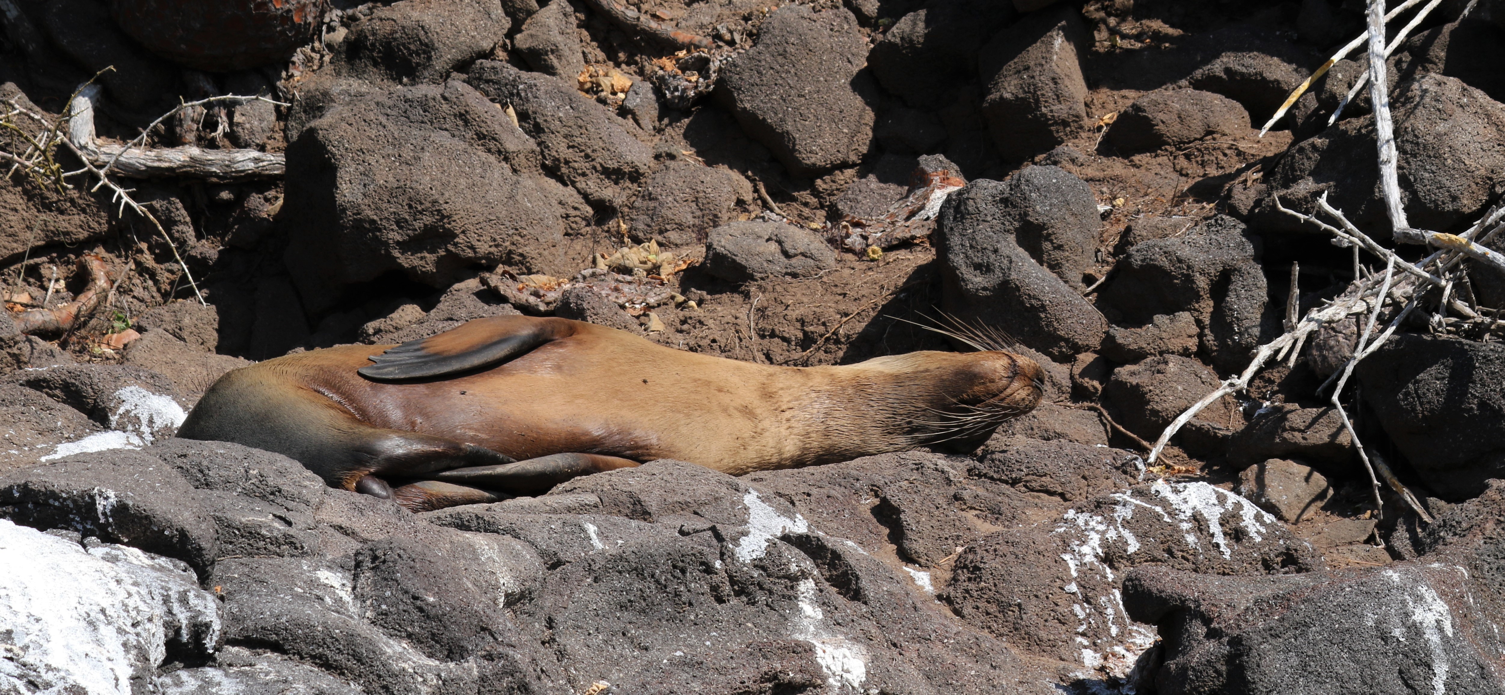 Galapagos sea lion sleeping on rocks