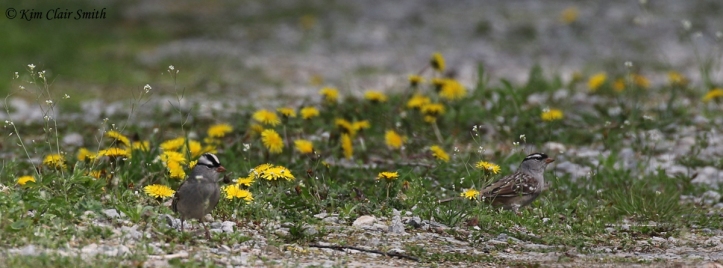 White-crowned Sparrows amongst the dandelions - blog