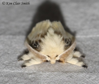 Face view of same moth