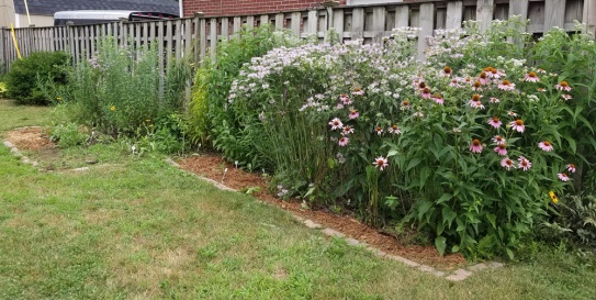 Garden year 2 on July 22 2019 v2 - blog