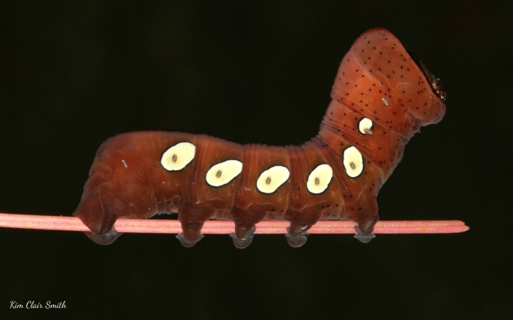 Pandorus Sphinx Moth - Eumorpha pandorus - caterpillar w sig