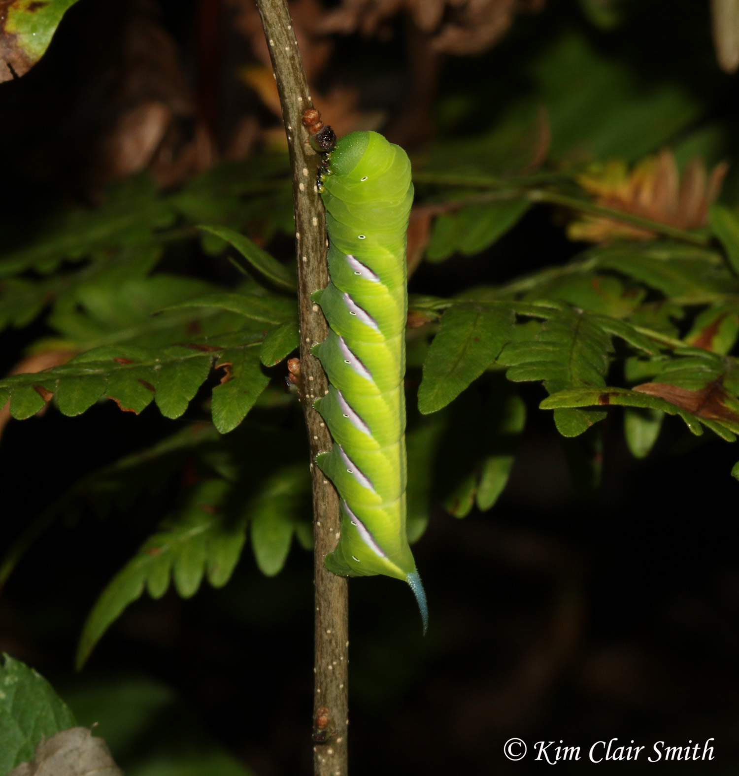 Pawpaw sphinx moth caterpillar - blog
