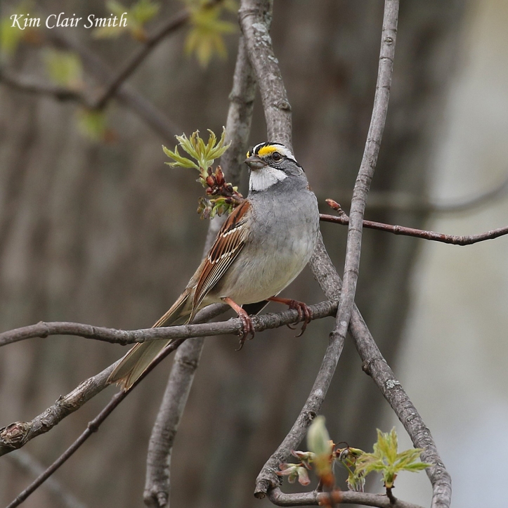 White-throated sparrow in maple tree w sig - blog