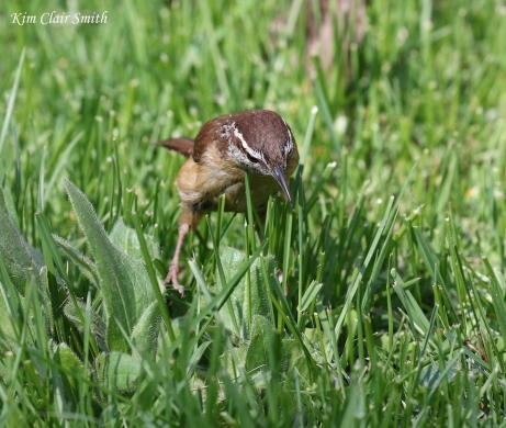 Carolina wren hunting for insects in grass - blog